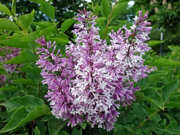 Lilak zwisłokwiatowy - zdjęcie 2