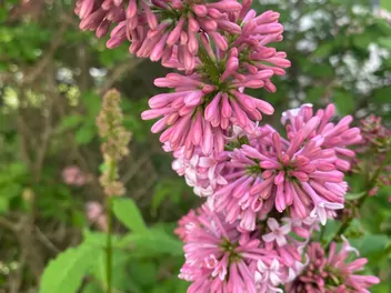 Lilak zwisłokwiatowy - zdjęcie 3