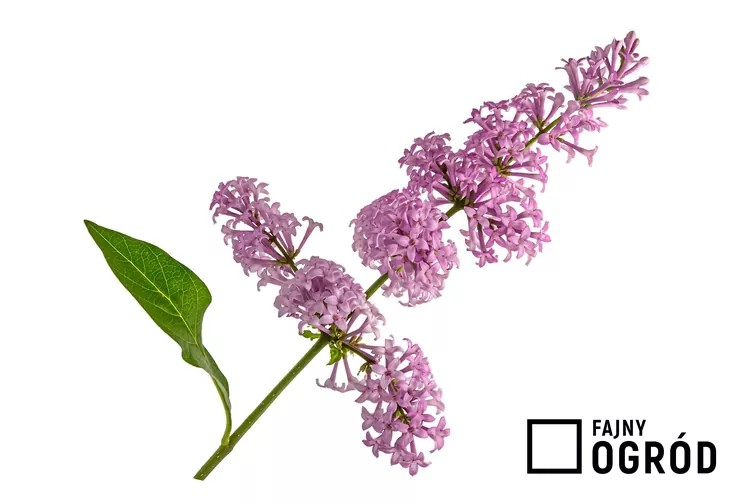 Lilak zwisłokwiatowy