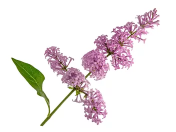 Lilak zwisłokwiatowy - zdjęcie 4