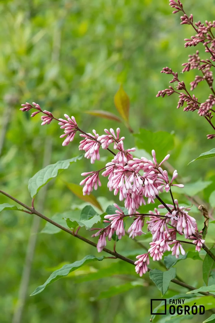 Lilak zwisłokwiatowy - zdjęcie 5