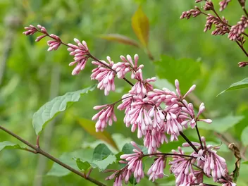 Lilak zwisłokwiatowy - zdjęcie 5