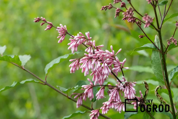 Lilak zwisłokwiatowy