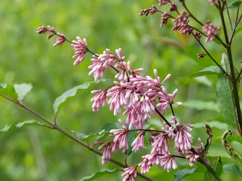 Ilustracja rośliny lilak zwisłokwiatowy