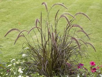 Rozplenica szczecinkowata 'Rubrum' - zdjęcie 2