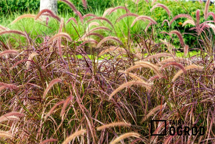 Rozplenica szczecinkowata 'Rubrum'