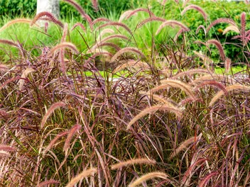Rozplenica szczecinkowata 'Rubrum' - zdjęcie 3