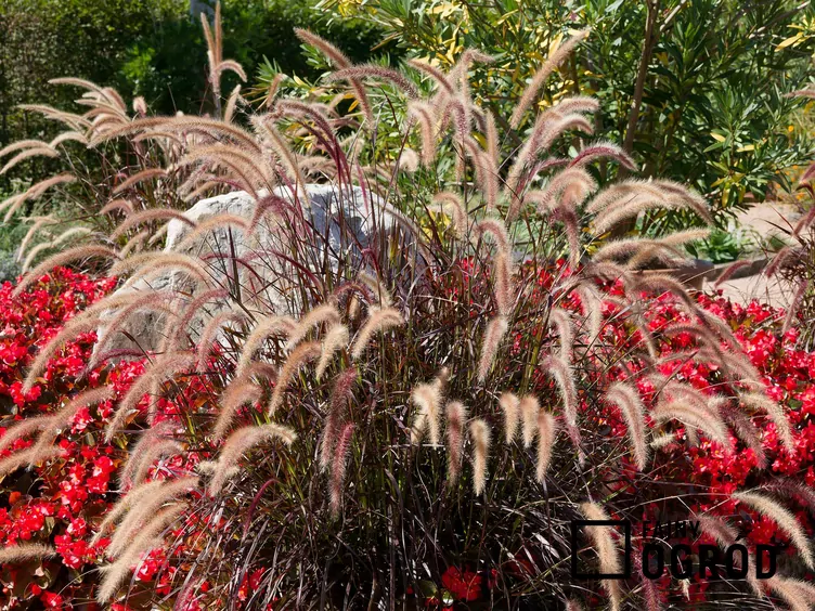 Rozplenica szczecinkowata 'Rubrum'