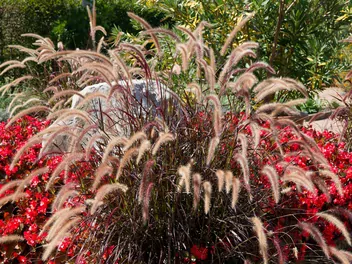 Rozplenica szczecinkowata 'Rubrum' - zdjęcie 4
