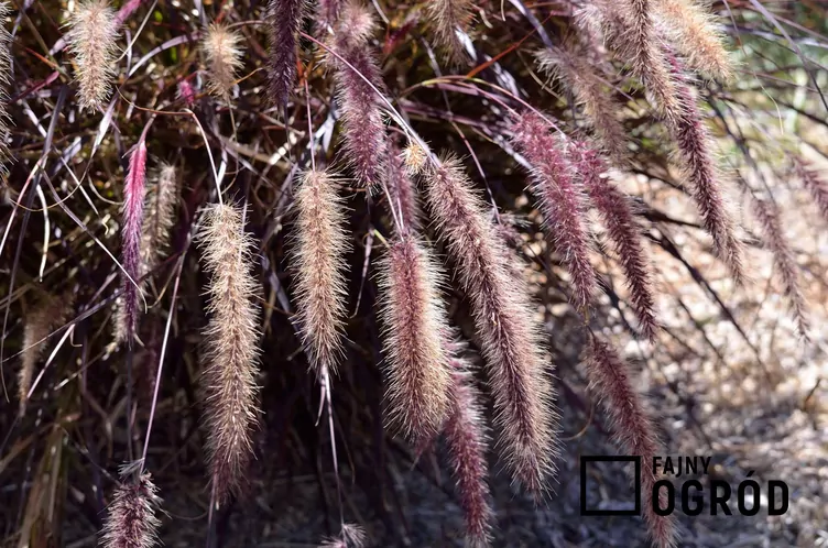 Rozplenica szczecinkowata 'Rubrum' - zdjęcie 5