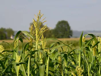 Ilustracja rośliny sorgo sudańskie