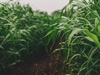 Sorgo sudańskie - zdjęcie 2