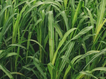 Sorgo sudańskie - zdjęcie 3