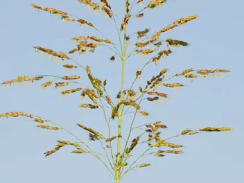 Sorgo sudańskie - zdjęcie 4