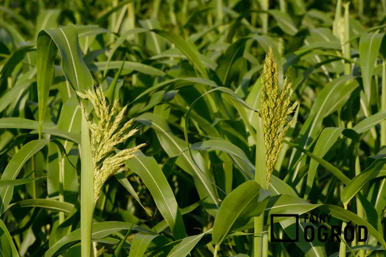 Sorgo sudańskie - zdjęcie 5
