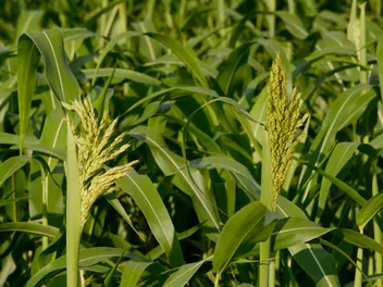 Sorgo sudańskie - zdjęcie 5