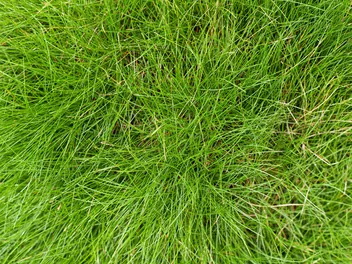 Kostrzewa Gautiera - zdjęcie 2