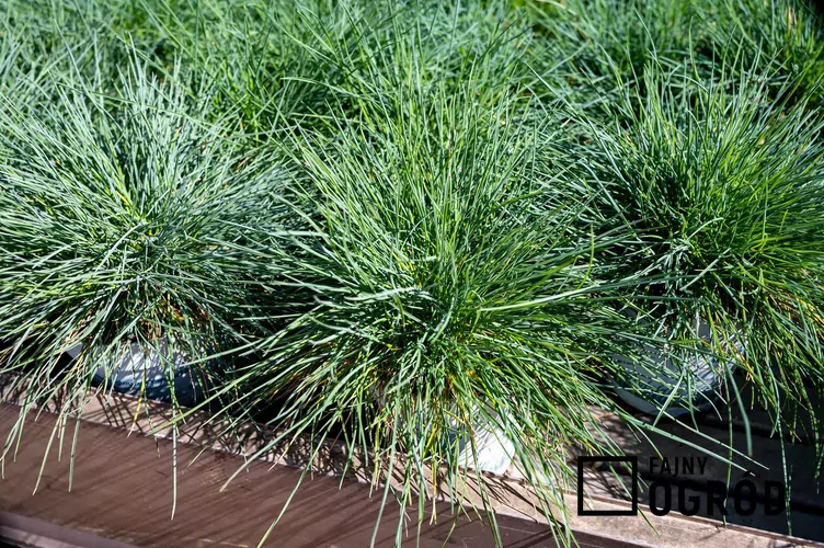 Kostrzewa niedźwiedzia