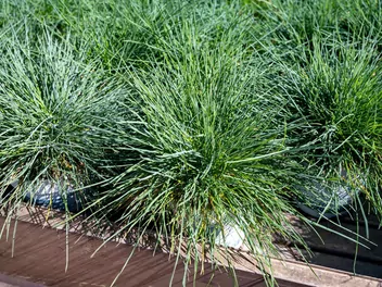 Kostrzewa Gautiera - zdjęcie 3