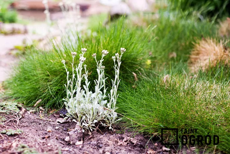 Kostrzewa Gautiera - zdjęcie 5