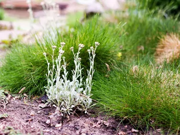 Kostrzewa Gautiera - zdjęcie 5