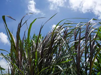 Ilustracja rośliny rozplenica słoniowa 'vertigo'