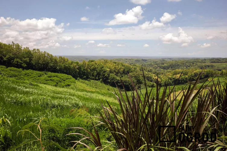 Rozplenica purpurowa 'Vertigo'