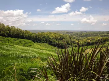 Rozplenica słoniowa 'Vertigo' - zdjęcie 2