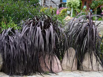 Rozplenica słoniowa 'Vertigo' - zdjęcie 3