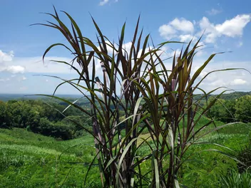 Rozplenica słoniowa 'Vertigo' - zdjęcie 4