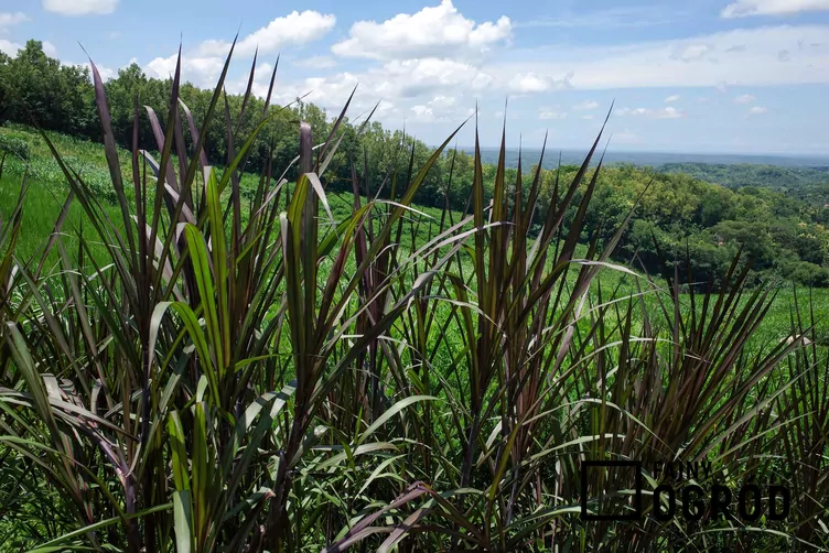 Rozplenica słoniowa 'Vertigo' - zdjęcie 5
