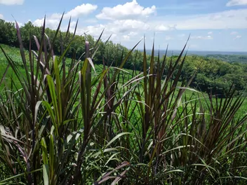 Rozplenica słoniowa 'Vertigo' - zdjęcie 5