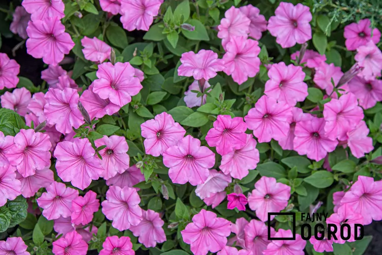 Surfinia supertunia Vista