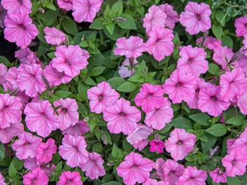 Ilustracja rośliny surfinia supertunia vista