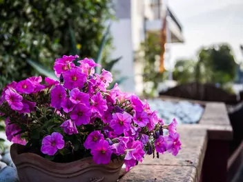 Surfinia supertunia Vista - zdjęcie 2