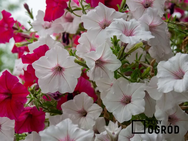 Petunia kaskadowa vista