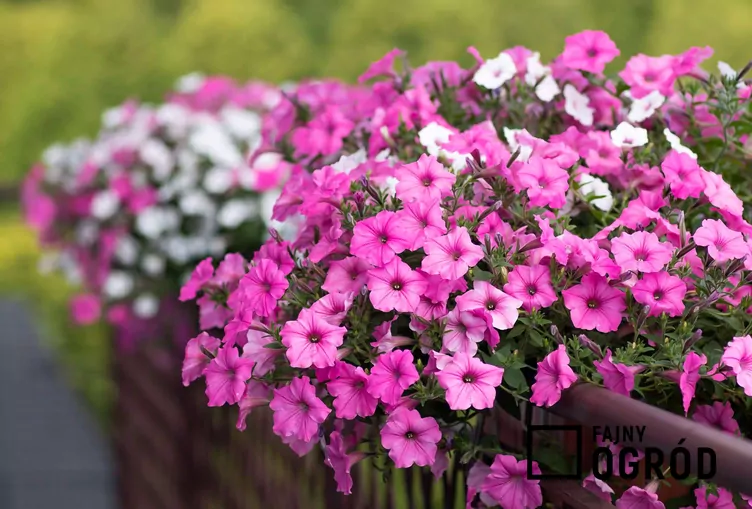 Surfinia supertunia Vista