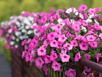 Surfinia supertunia Vista - zdjęcie 4