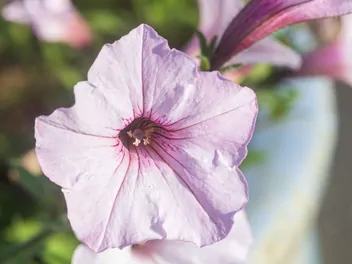 Surfinia supertunia Vista - zdjęcie 5