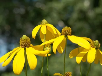 Ilustracja rośliny rudbekia lśniąca