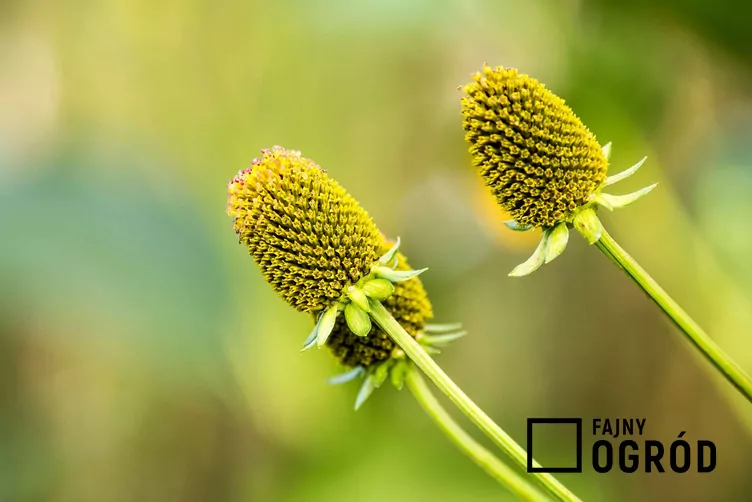 Rudbekia lśniąca