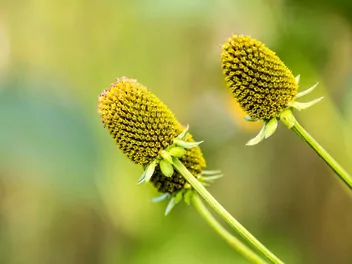 Rudbekia lśniąca - zdjęcie 2