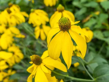 Rudbekia lśniąca - zdjęcie 3