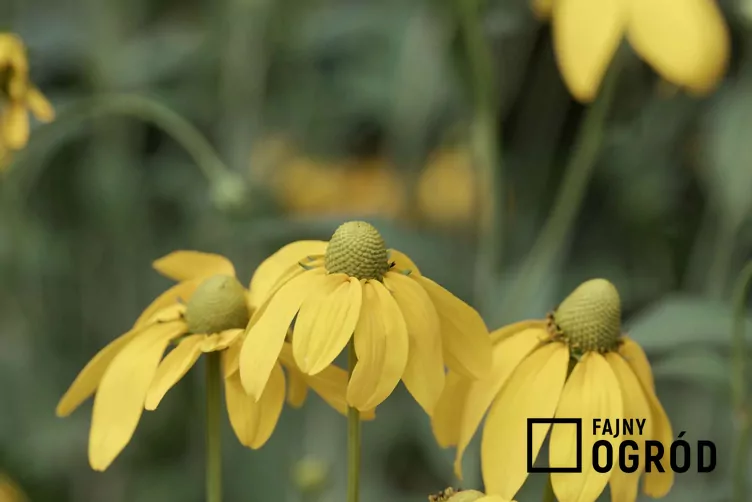 Rudbekia lśniąca