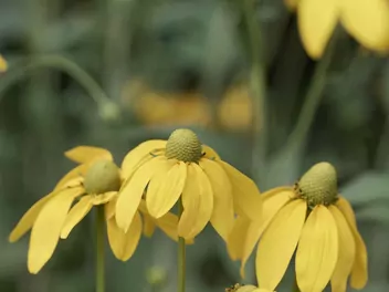 Rudbekia lśniąca - zdjęcie 4