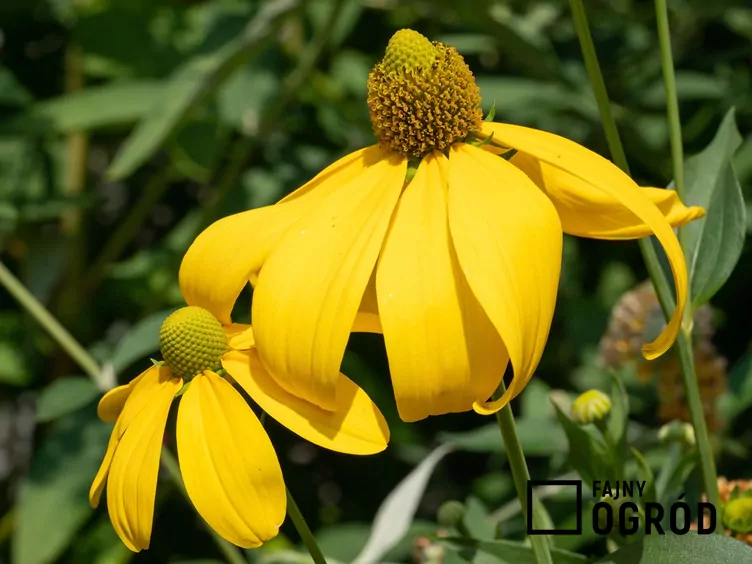 Rudbekia lśniąca - zdjęcie 5