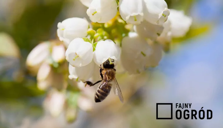 Borówka amerykańska chandler