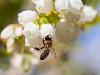 Borówka wysoka 'Chandler' - zdjęcie 2