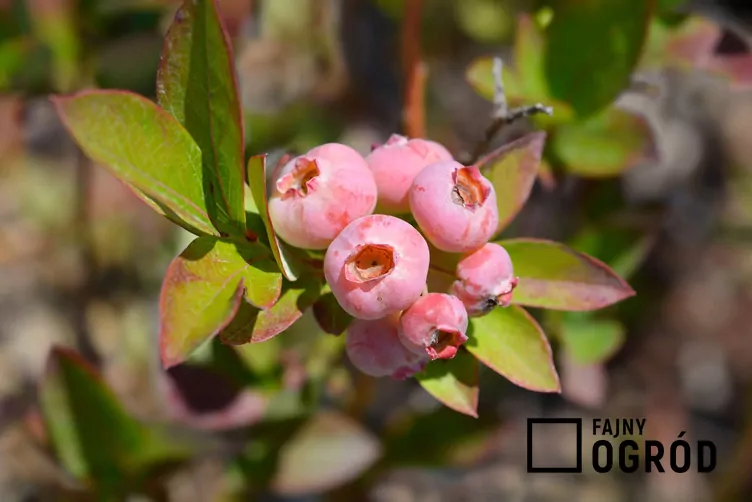 Borówka wysoka 'Chandler'