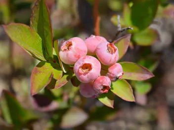 Borówka wysoka 'Chandler' - zdjęcie 3